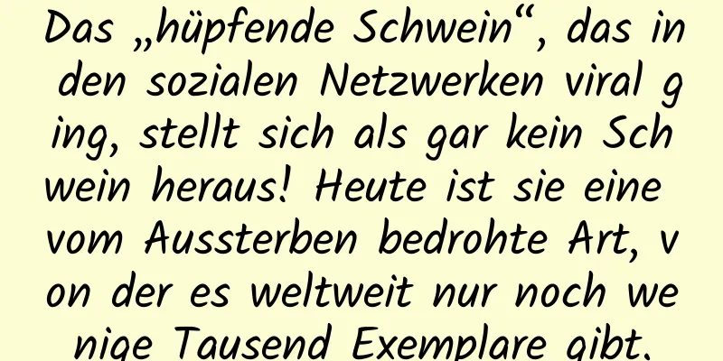 Das „hüpfende Schwein“, das in den sozialen Netzwerken viral ging, stellt sich als gar kein Schwein heraus! Heute ist sie eine vom Aussterben bedrohte Art, von der es weltweit nur noch wenige Tausend Exemplare gibt.