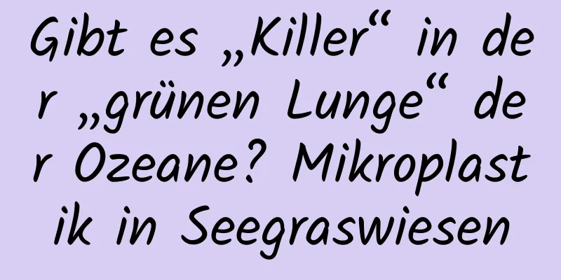 Gibt es „Killer“ in der „grünen Lunge“ der Ozeane? Mikroplastik in Seegraswiesen