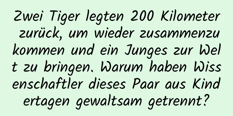 Zwei Tiger legten 200 Kilometer zurück, um wieder zusammenzukommen und ein Junges zur Welt zu bringen. Warum haben Wissenschaftler dieses Paar aus Kindertagen gewaltsam getrennt?