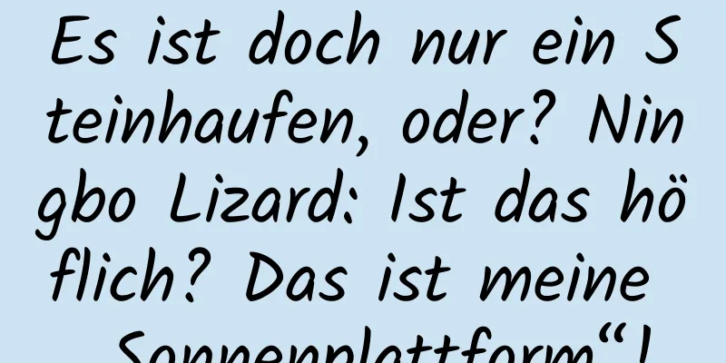 Es ist doch nur ein Steinhaufen, oder? Ningbo Lizard: Ist das höflich? Das ist meine „Sonnenplattform“!