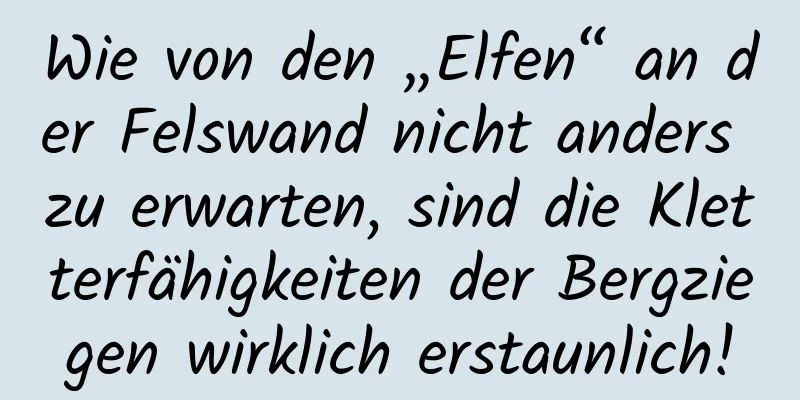 Wie von den „Elfen“ an der Felswand nicht anders zu erwarten, sind die Kletterfähigkeiten der Bergziegen wirklich erstaunlich!