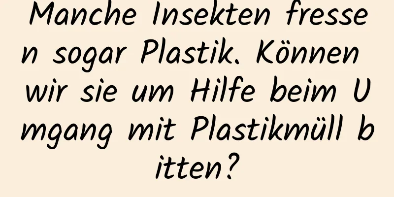 Manche Insekten fressen sogar Plastik. Können wir sie um Hilfe beim Umgang mit Plastikmüll bitten?