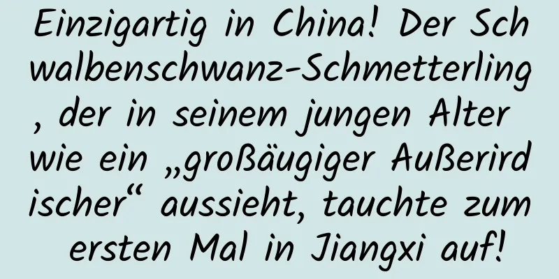 Einzigartig in China! Der Schwalbenschwanz-Schmetterling, der in seinem jungen Alter wie ein „großäugiger Außerirdischer“ aussieht, tauchte zum ersten Mal in Jiangxi auf!