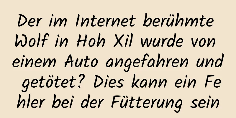 Der im Internet berühmte Wolf in Hoh Xil wurde von einem Auto angefahren und getötet? Dies kann ein Fehler bei der Fütterung sein