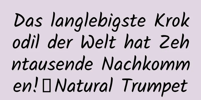 Das langlebigste Krokodil der Welt hat Zehntausende Nachkommen!丨Natural Trumpet