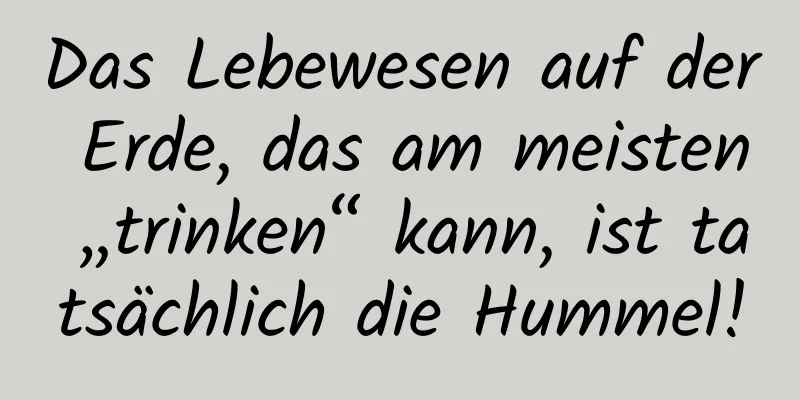 Das Lebewesen auf der Erde, das am meisten „trinken“ kann, ist tatsächlich die Hummel!