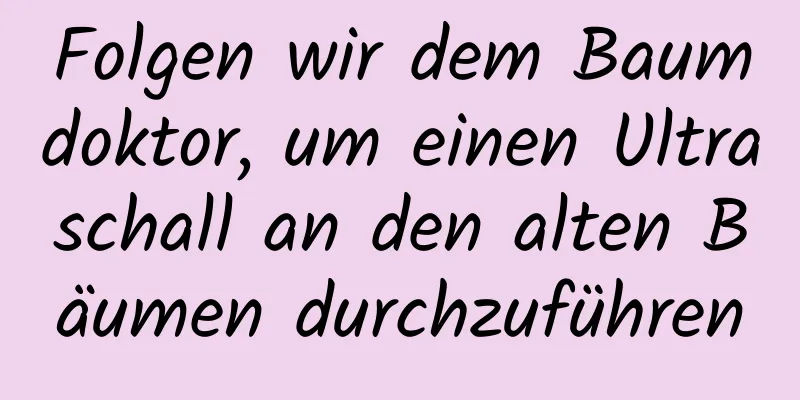 Folgen wir dem Baumdoktor, um einen Ultraschall an den alten Bäumen durchzuführen