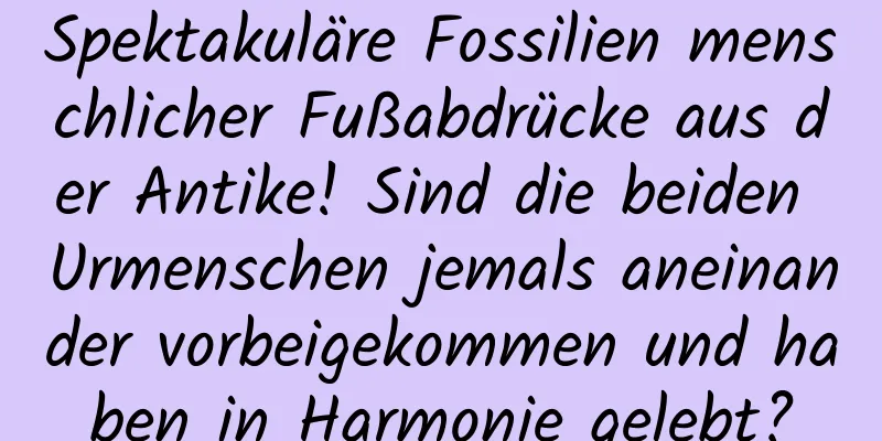 Spektakuläre Fossilien menschlicher Fußabdrücke aus der Antike! Sind die beiden Urmenschen jemals aneinander vorbeigekommen und haben in Harmonie gelebt?