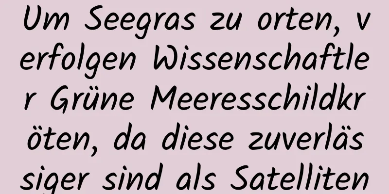 Um Seegras zu orten, verfolgen Wissenschaftler Grüne Meeresschildkröten, da diese zuverlässiger sind als Satelliten