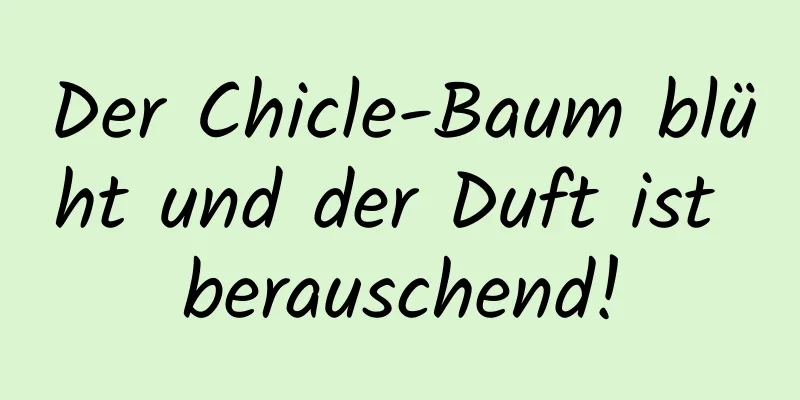 Der Chicle-Baum blüht und der Duft ist berauschend!