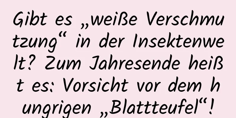 Gibt es „weiße Verschmutzung“ in der Insektenwelt? Zum Jahresende heißt es: Vorsicht vor dem hungrigen „Blattteufel“!
