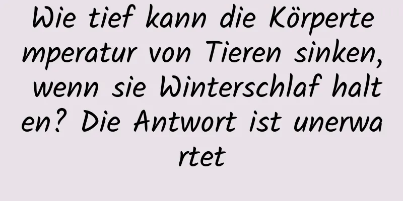 Wie tief kann die Körpertemperatur von Tieren sinken, wenn sie Winterschlaf halten? Die Antwort ist unerwartet