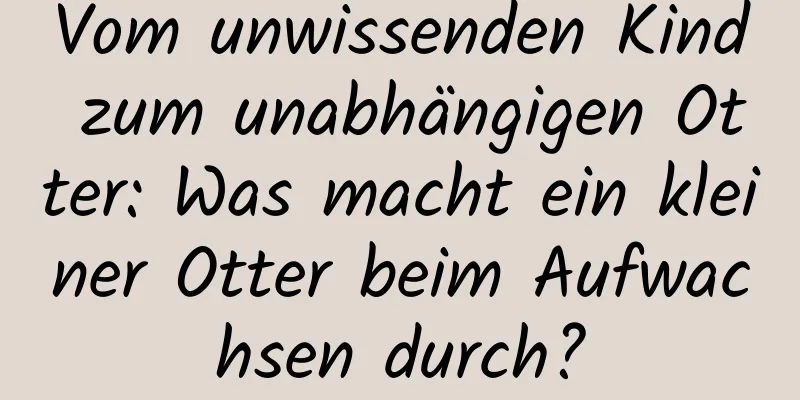 Vom unwissenden Kind zum unabhängigen Otter: Was macht ein kleiner Otter beim Aufwachsen durch?
