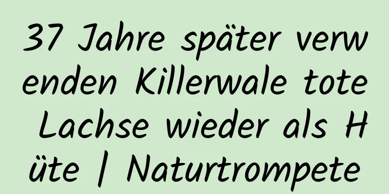 37 Jahre später verwenden Killerwale tote Lachse wieder als Hüte | Naturtrompete