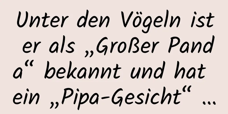 Unter den Vögeln ist er als „Großer Panda“ bekannt und hat ein „Pipa-Gesicht“ …