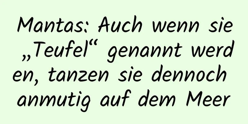 Mantas: Auch wenn sie „Teufel“ genannt werden, tanzen sie dennoch anmutig auf dem Meer