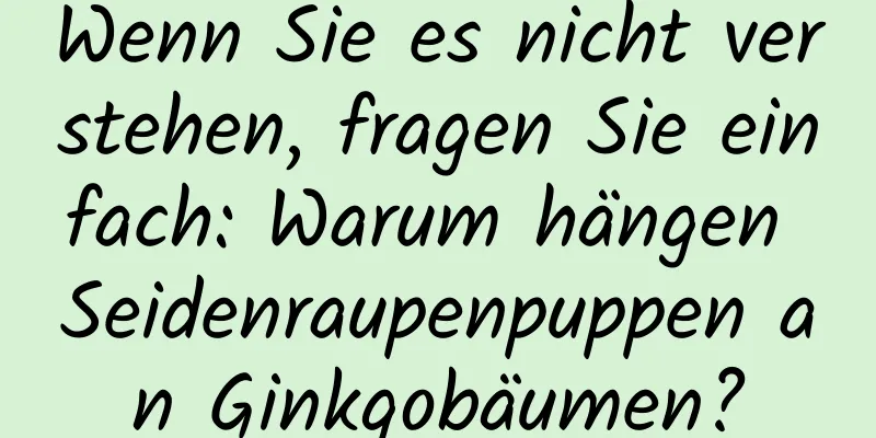 Wenn Sie es nicht verstehen, fragen Sie einfach: Warum hängen Seidenraupenpuppen an Ginkgobäumen?