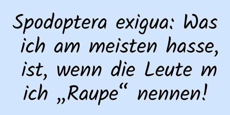 Spodoptera exigua: Was ich am meisten hasse, ist, wenn die Leute mich „Raupe“ nennen!