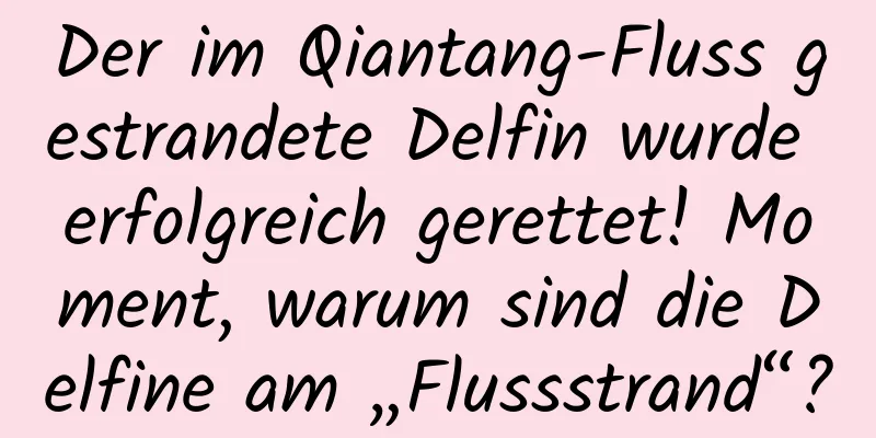 Der im Qiantang-Fluss gestrandete Delfin wurde erfolgreich gerettet! Moment, warum sind die Delfine am „Flussstrand“?