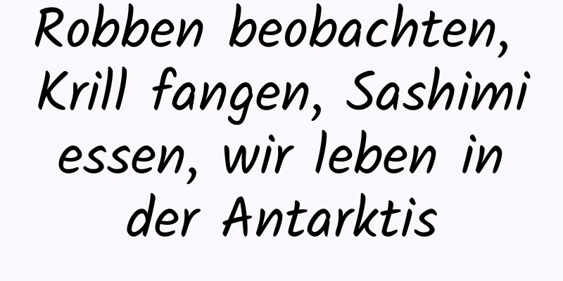 Robben beobachten, Krill fangen, Sashimi essen, wir leben in der Antarktis