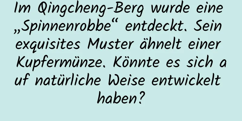 Im Qingcheng-Berg wurde eine „Spinnenrobbe“ entdeckt. Sein exquisites Muster ähnelt einer Kupfermünze. Könnte es sich auf natürliche Weise entwickelt haben?
