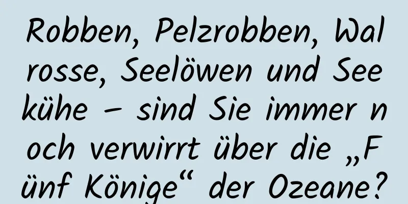 Robben, Pelzrobben, Walrosse, Seelöwen und Seekühe – sind Sie immer noch verwirrt über die „Fünf Könige“ der Ozeane?