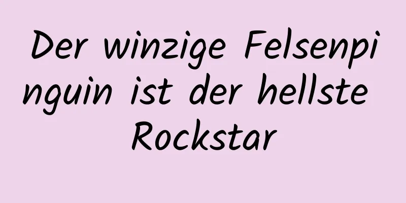 Der winzige Felsenpinguin ist der hellste Rockstar