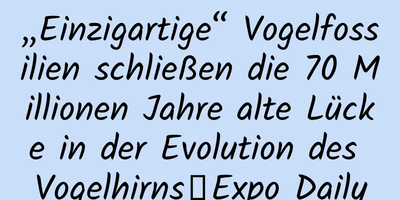 „Einzigartige“ Vogelfossilien schließen die 70 Millionen Jahre alte Lücke in der Evolution des Vogelhirns｜Expo Daily