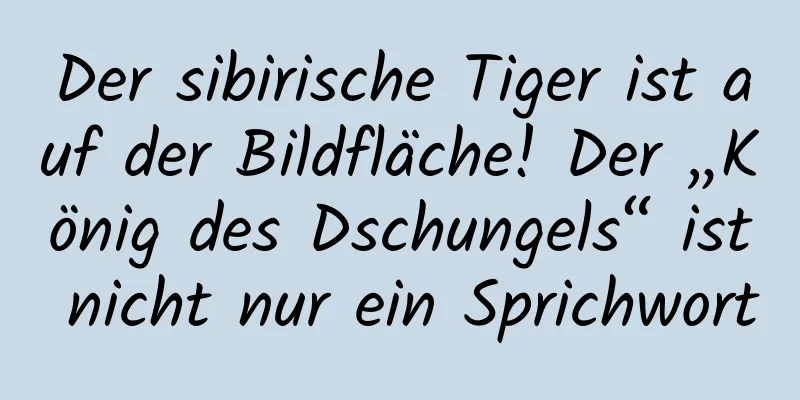 Der sibirische Tiger ist auf der Bildfläche! Der „König des Dschungels“ ist nicht nur ein Sprichwort