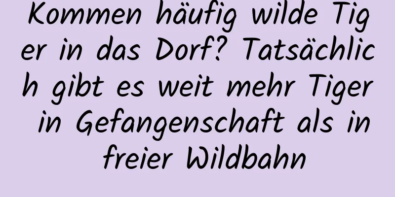 Kommen häufig wilde Tiger in das Dorf? Tatsächlich gibt es weit mehr Tiger in Gefangenschaft als in freier Wildbahn