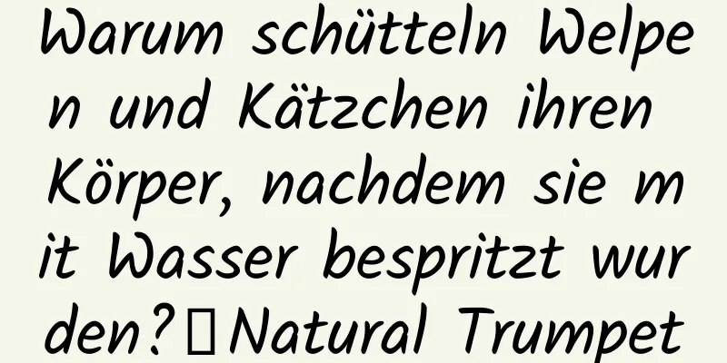 Warum schütteln Welpen und Kätzchen ihren Körper, nachdem sie mit Wasser bespritzt wurden?丨Natural Trumpet