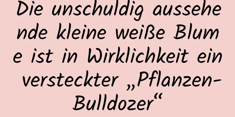 Die unschuldig aussehende kleine weiße Blume ist in Wirklichkeit ein versteckter „Pflanzen-Bulldozer“