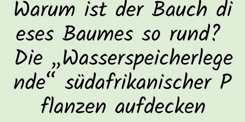 Warum ist der Bauch dieses Baumes so rund? Die „Wasserspeicherlegende“ südafrikanischer Pflanzen aufdecken