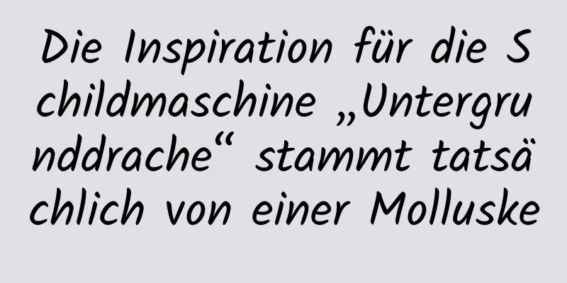 Die Inspiration für die Schildmaschine „Untergrunddrache“ stammt tatsächlich von einer Molluske
