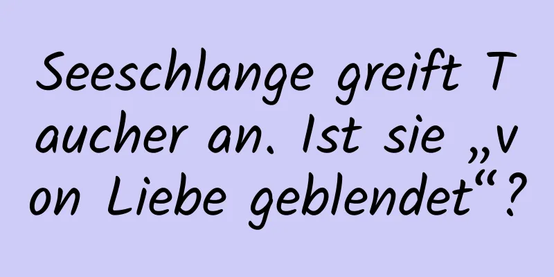 Seeschlange greift Taucher an. Ist sie „von Liebe geblendet“?