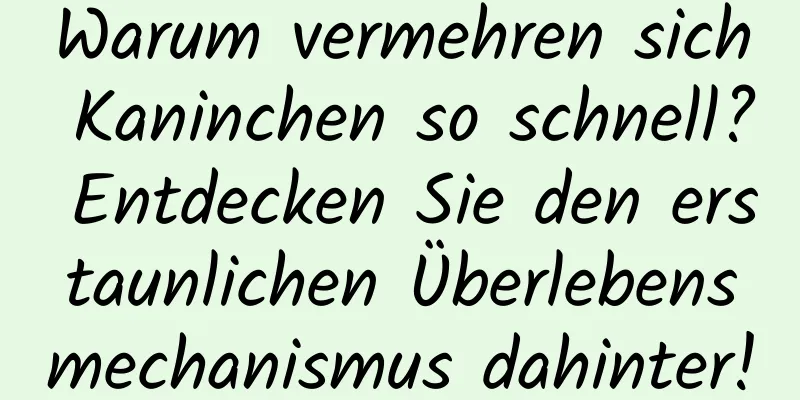 Warum vermehren sich Kaninchen so schnell? Entdecken Sie den erstaunlichen Überlebensmechanismus dahinter!