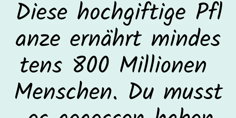 Diese hochgiftige Pflanze ernährt mindestens 800 Millionen Menschen. Du musst es gegessen haben.