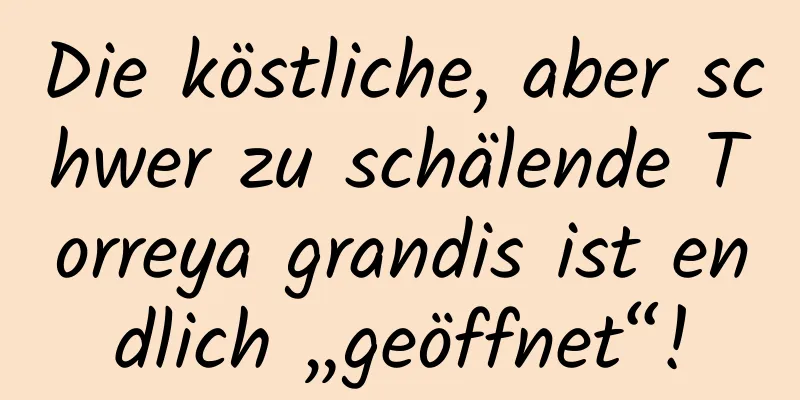 Die köstliche, aber schwer zu schälende Torreya grandis ist endlich „geöffnet“!