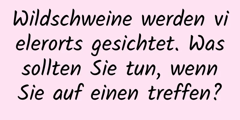 Wildschweine werden vielerorts gesichtet. Was sollten Sie tun, wenn Sie auf einen treffen?