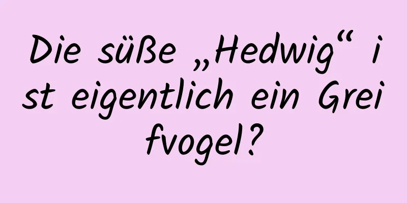 Die süße „Hedwig“ ist eigentlich ein Greifvogel?