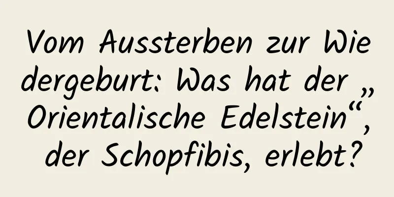 Vom Aussterben zur Wiedergeburt: Was hat der „Orientalische Edelstein“, der Schopfibis, erlebt?