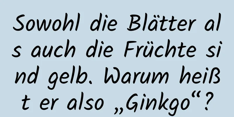 Sowohl die Blätter als auch die Früchte sind gelb. Warum heißt er also „Ginkgo“?