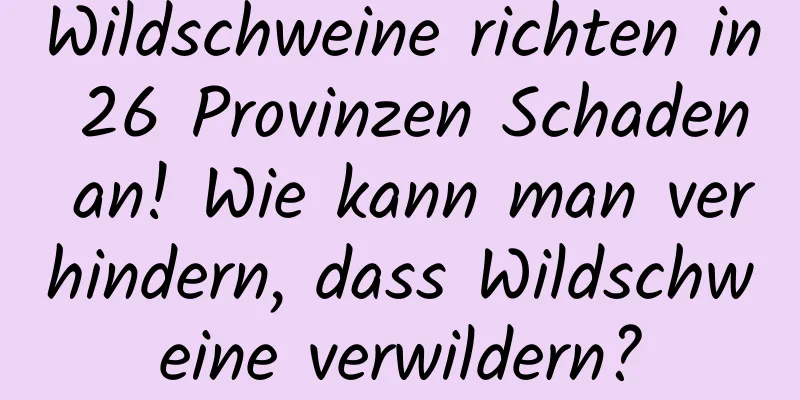 Wildschweine richten in 26 Provinzen Schaden an! Wie kann man verhindern, dass Wildschweine verwildern?
