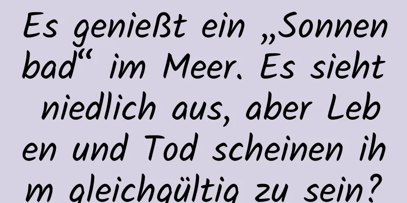 Es genießt ein „Sonnenbad“ im Meer. Es sieht niedlich aus, aber Leben und Tod scheinen ihm gleichgültig zu sein?
