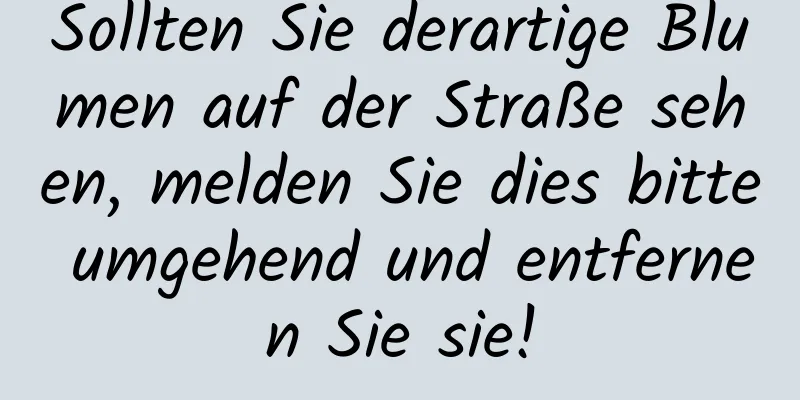 Sollten Sie derartige Blumen auf der Straße sehen, melden Sie dies bitte umgehend und entfernen Sie sie!