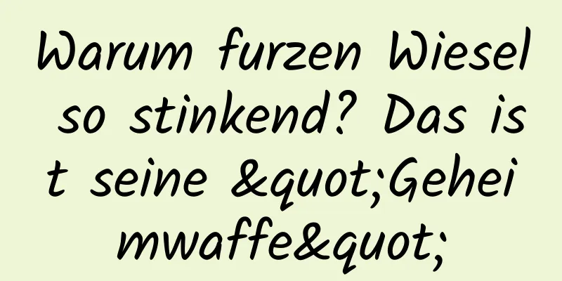 Warum furzen Wiesel so stinkend? Das ist seine "Geheimwaffe"