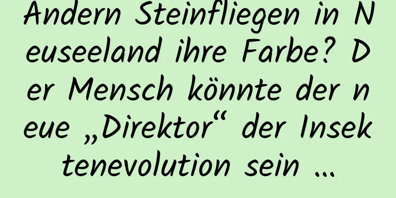 Ändern Steinfliegen in Neuseeland ihre Farbe? Der Mensch könnte der neue „Direktor“ der Insektenevolution sein …
