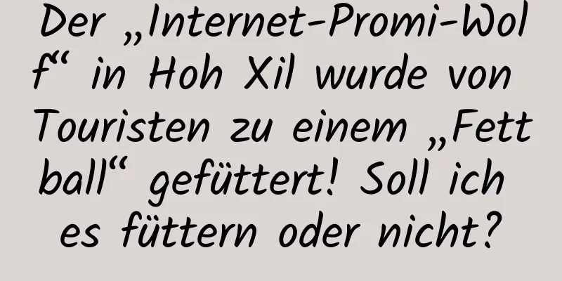 Der „Internet-Promi-Wolf“ in Hoh Xil wurde von Touristen zu einem „Fettball“ gefüttert! Soll ich es füttern oder nicht?