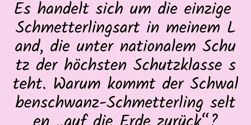Es handelt sich um die einzige Schmetterlingsart in meinem Land, die unter nationalem Schutz der höchsten Schutzklasse steht. Warum kommt der Schwalbenschwanz-Schmetterling selten „auf die Erde zurück“?