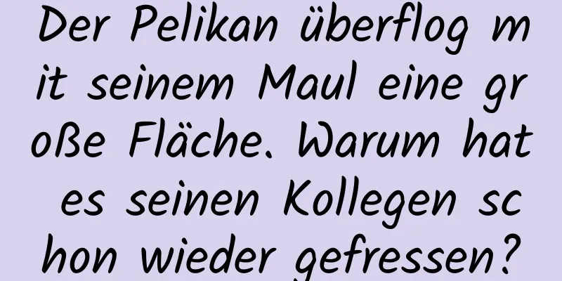 Der Pelikan überflog mit seinem Maul eine große Fläche. Warum hat es seinen Kollegen schon wieder gefressen?